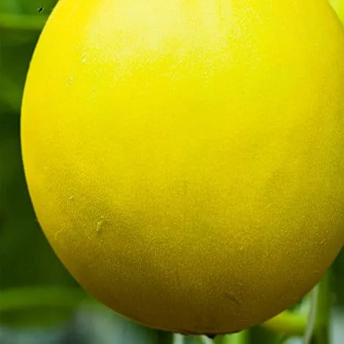 Canary Melon Garden Seeds Yellow Lb Non GMO, Heirloom Vegetable Gardening Seed Fruit